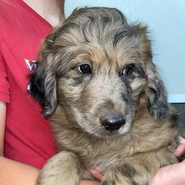 G.T. - Brown male Pyredoodle puppy in Prescott, Washington from Washington Pyredoodles