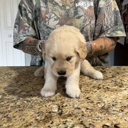 Golden Retriever Puppies from Pups by Piper