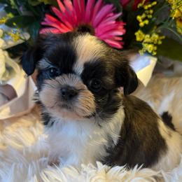 AKC - Bonnie Champion Bloodline - Tricolor female Shih Tzu puppy in Long Beach, California from Prieto Shih-Tzu's