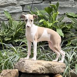 Sweet baby girl. - Blue fawn female Italian Greyhound puppy in North Carolina from Celtic Sighthounds