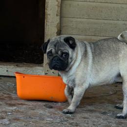 Willow - Fawn female Pug puppy in Liberty, South Carolina from Garrick’s Precious Pugs