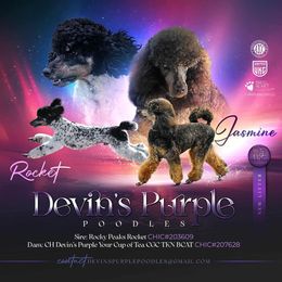 Poodle puppies from Devin’s Purple Poodles