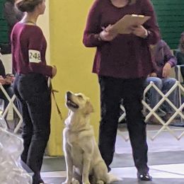 Goldendoodle and Golden Retriever Puppies from Goldens and Doodles of MN