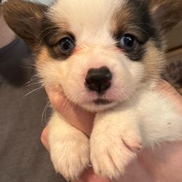 Faith - Black and tan female American Corgi puppy in Orangevale, California from Corgis of the Heart