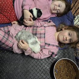Australian Shepherd and Great Dane Puppies from AEW Farm