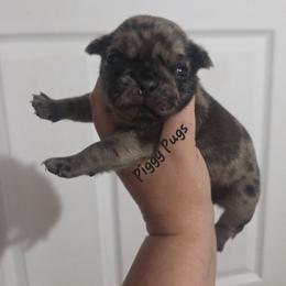 Dotty - Brindle female Pug puppy in Olin, North Carolina from Piggy Pugs
