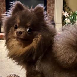 Mom - Pomeranian