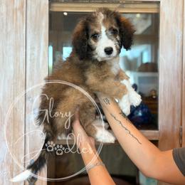Trixie - Black - Sable female Bernedoodle puppy in Rockwall, Texas from Glory Doodles