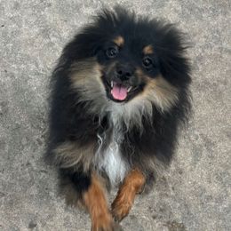 Tux - Black and tan male Pomeranian puppy in Palatka, Florida from Sugarland Pomeranians