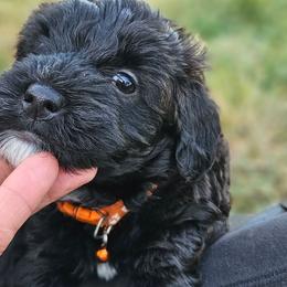ORANGE   collar - Black female Whoodle puppy in O'neill, Nebraska from Willowdale Doodles