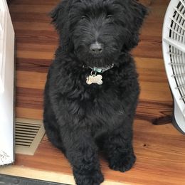 Goldendoodle and Yorkshire Terrier Puppies from Pups of the Lowcountry