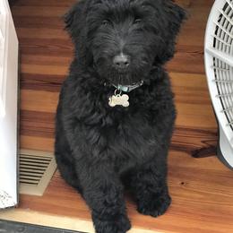 Goldendoodle and Yorkshire Terrier Puppies from Pups of the Lowcountry