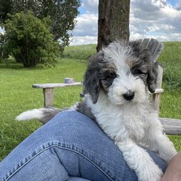 Goldendoodle Puppies from DM Hilltop FURfamily
