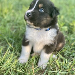 Australian Shepherd Puppies from Aussome Okie Aussies