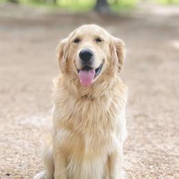 Cooper - Golden Retriever