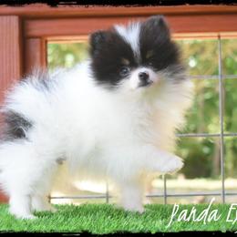 Panda Express - Black and tan parti male Pomeranian puppy in Cleveland, Georgia from Sourpatch Pomeranians