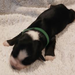 Green - Male - Black tri-color male Australian Shepherd puppy in Charlotte, North Carolina from Tranquility Trail Aussies