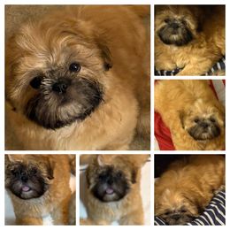 Shih Tzu Puppies from Shih-tzu Dynasty
