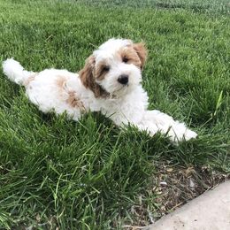 Goldendoodle puppies from Violet View Iowa Goldendoodles