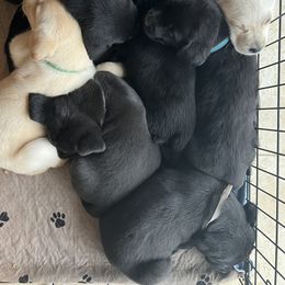 Labrador Retriever Puppies from Crown Royal hunting Labs