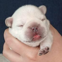 French Bulldog Puppies from Diamond Dreams French Bulldogs