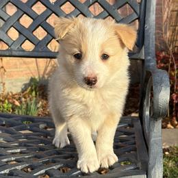 Mochi - White and gold female Border Collie puppy in Mckinney, Texas from Border Collies of Ruidoso