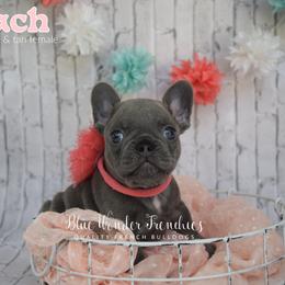 Peach - Tricolors female French Bulldog puppy in Loxahatchee, Florida from Blue Wonder Frenchies
