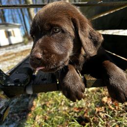 Labrador Retriever Puppies from Patton Premier Labs