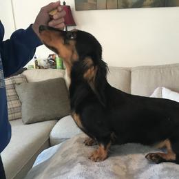Maisy - Dachshund