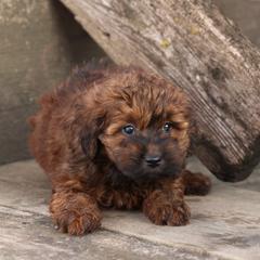 Jade - Red female Whoodle puppy in West Bend, Iowa from Blue Skies Terriers