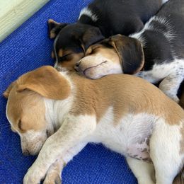 Beagle and Doberman Pinscher Puppies from Desert Mountain Canines