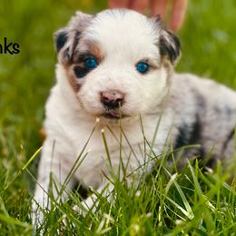 Banks - Blue merle male Australian Shepherd puppy in Vernal, Utah from Dancing M Kennels