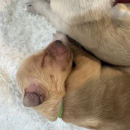 Green - Golden female Golden Retriever puppy in Angier, North Carolina from Howard's Retrievers