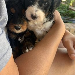 Bernedoodle Puppies from Bernedoodles of Utah