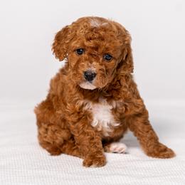 Summer - Red  female Goldendoodle puppy in Slc, Utah from Timp Doodles