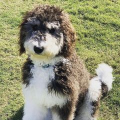 Bernedoodles, Bernese Mountain Dogs, Double Doodles, and Golden Mountain Dogs from OlliePups, LLC