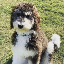 Bernedoodles, Bernese Mountain Dogs, Double Doodles, and Golden Mountain Dogs from OlliePups, LLC