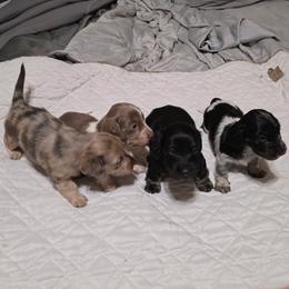 Dachshund puppies from Ruff Patch Doxie Den