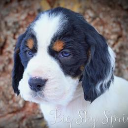 Boy 2 - Black white and tan male English Springer Spaniel puppy in Great Falls, Montana from Big Sky Springers