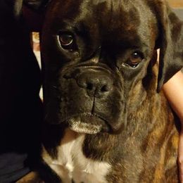 Boxers from Wendy's Pups