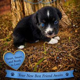 Yankee - Black tri male Miniature Australian Shepherd puppy in Idalou, Texas from Lonesome Pine Mini Aussies