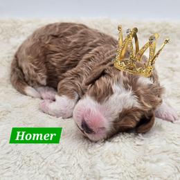 Homer - Red male Bernedoodle puppy in Neillsville, Wisconsin from Granton Creek