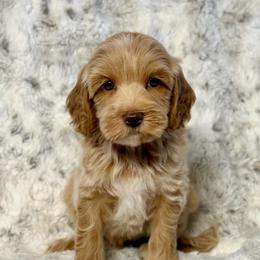 Beanie - Caramel male Australian Labradoodle puppy in Anderson, California from Shaggy Doodles