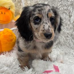 Pink collar - Dapple female Dachshund puppy in Chicago, Illinois from RGZ Doxies