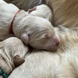 Golden Retriever Puppies from Ruff Life Goldens