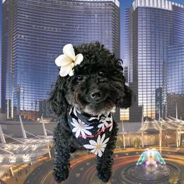 Aria - Poodle