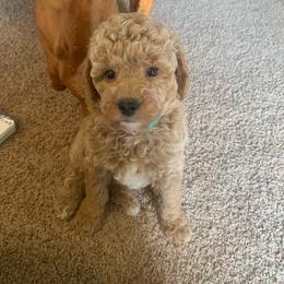 Butch - Apricot male Goldendoodle puppy in Haddam, Kansas from Golden B Acres