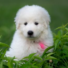 Dove - White female Maremma Sheepdog puppy in Conway, Missouri from 2J 2K Border Collies | Maremma Sheepdogs