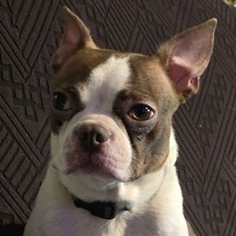 Jinjer - Boston Terrier