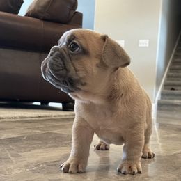 French Bulldog Puppies from Blue Lotus Frenchies